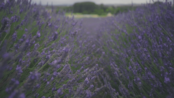 lavender%20field